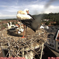 09_55-nest.jpg