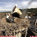 10_00-nest.jpg