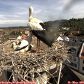 10_05-nest.jpg