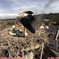 10_10-nest.jpg