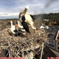 10_15-nest.jpg