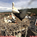 10_20-nest.jpg