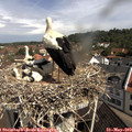 10_25-nest.jpg