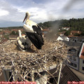 10_30-nest.jpg