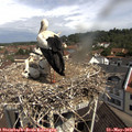 10_35-nest.jpg
