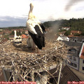 10_40-nest.jpg