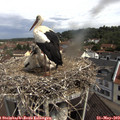 10_45-nest.jpg