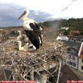 10_50-nest.jpg