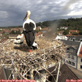 10_55-nest.jpg