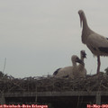 11_00-mast.jpg