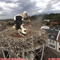11_00-nest.jpg
