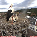 11_05-nest.jpg
