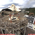 11_10-nest.jpg