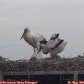 11_30-mast.jpg