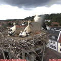 11_30-nest.jpg
