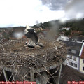 11_35-nest.jpg