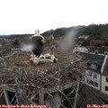 11_45-nest.jpg