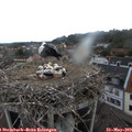 11_50-nest.jpg
