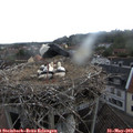 12_00-nest.jpg