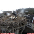 12_05-nest.jpg