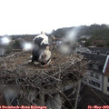 12_10-nest.jpg