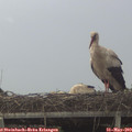 12_15-mast.jpg