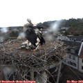 12_15-nest.jpg