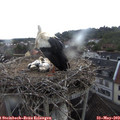 12_20-nest.jpg