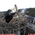 12_25-nest.jpg