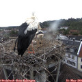 12_30-nest.jpg