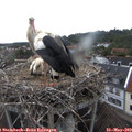 12_35-nest.jpg