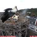 12_40-nest.jpg