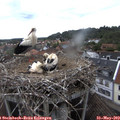 12_45-nest.jpg
