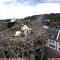 12_50-nest.jpg
