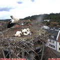12_55-nest.jpg