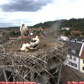 13_00-nest.jpg