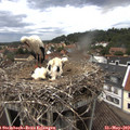 13_05-nest.jpg