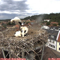 13_10-nest.jpg