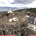 13_15-nest.jpg