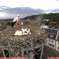 13_20-nest.jpg