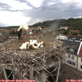 13_25-nest.jpg