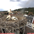 13_30-nest.jpg