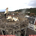 13_35-nest.jpg