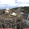 13_45-nest.jpg