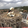 13_50-nest.jpg