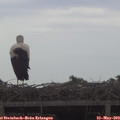 13_55-mast.jpg