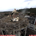 13_55-nest.jpg