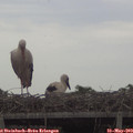 14_00-mast.jpg