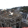 14_00-nest.jpg