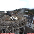 14_05-nest.jpg